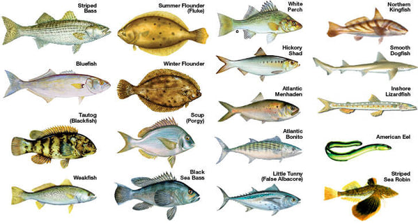 different types of fishes