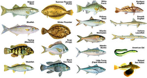 Eleven Types of Fish You'll Find in the Gulf of Mexico