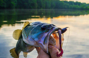 Soft Baits Types and Tips of Fishing Lures